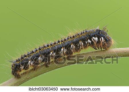 "Caterpillar of the Drinker moth (Philudoria potatoria), North Rhine-Westphalia, Germany, Europe" View Large Photo Image Stock Image - "Caterpillar of the Drinker moth (Philudoria potatoria), North Rhine-Westphalia, Germany, Europe". Fotosearch