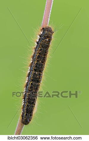"Caterpillar of the Drinker moth (Philudoria potatoria), North Rhine-Westphalia, Germany, Europe" View Large Photo Image Stock Photograph - "Caterpillar of the Drinker moth (Philudoria potatoria), North Rhine-Westphalia, Germany, Europe". Fotosearch