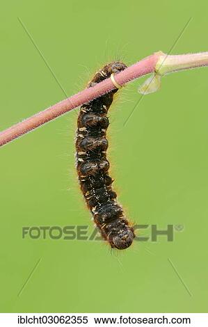 Stock Photography - "Caterpillar of the Drinker moth (Philudoria potatoria), North Rhine-Westphalia, Germany, Europe". Fotosearch