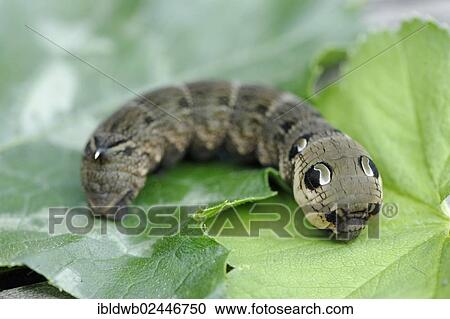 Stock Image - Caterpillar of the Elephant Hawk-moth (Deilephila elpenor). Fotosearch