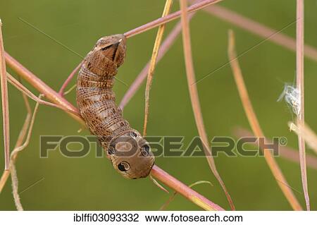 Stock Image - "Caterpillar of the Elephant Hawk-moth (Deilephila elpenor), Bornholm, Denmark, Europe". Fotosearch
