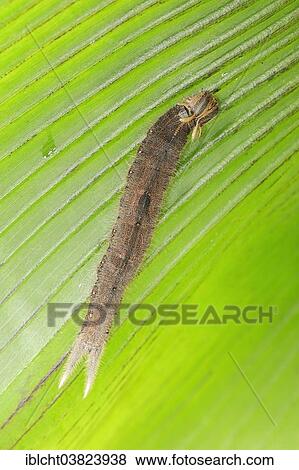 "Caterpillar of the Pale Owl or Giant Owl butterfly (Caligo memnon), native to South America, captive" View Large Photo Image Stock Photo - "Caterpillar of the Pale Owl or Giant Owl butterfly (Caligo memnon), native to South America, captive". Fotosearch