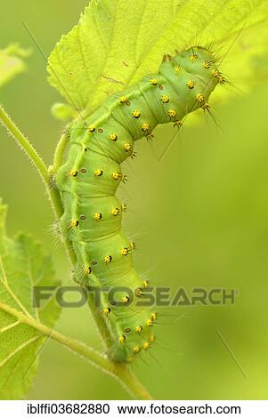 Stock Image - "Caterpillar of the Saturnia pavoniella (Saturnia pavoniella), Valle Verzasca, Lavertezzo, Kanton Tessin, Switzerland, Europe". Fotosearch