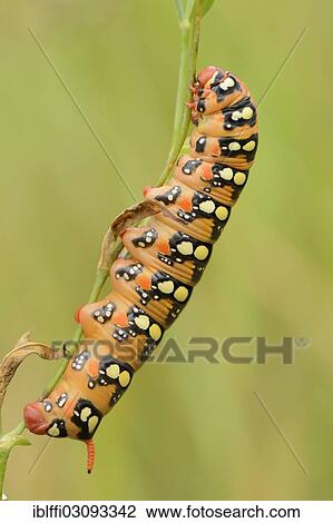 "Caterpillar of the Spurge Hawk-moth (Hyles euphorbiae) climbing on a blade of grass, Valle Verzasca, Kanton Tessin, Switzerland, Europe" View Large Photo Image Stock Image - "Caterpillar of the Spurge Hawk-moth (Hyles euphorbiae) climbing on a blade of grass, Valle Verzasca, Kanton Tessin, Switzerland, Europe". Fotosearch