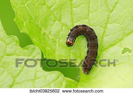 Stock Image - "Caterpillar, Satellite Moth (Eupsilia transversa), North Rhine-Westphalia, Germany, Europe". Fotosearch