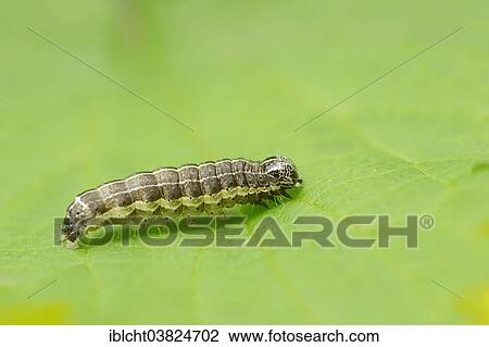 Stock Image - "Caterpillar, Small Quaker (Orthosia cruda), North Rhine-Westphalia, Germany, Europe". Fotosearch