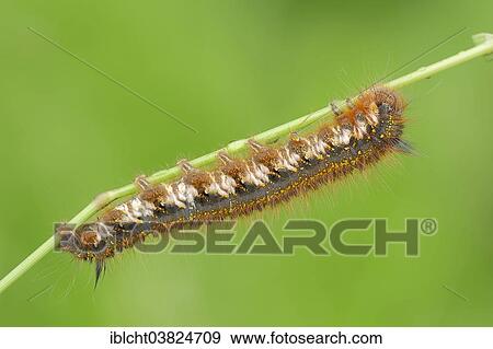 "Caterpillar, The Drinker (Euthrix potatoria), North Rhine-Westphalia, Germany, Europe" View Large Photo Image Stock Photo - "Caterpillar, The Drinker (Euthrix potatoria), North Rhine-Westphalia, Germany, Europe". Fotosearch