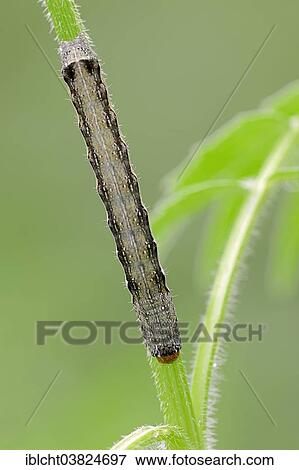 "Caterpillar, Twin-spotted Quaker (Orthosia munda), North Rhine-Westphalia, Germany, Europe" View Large Photo Image Stock Photo - "Caterpillar, Twin-spotted Quaker (Orthosia munda), North Rhine-Westphalia, Germany, Europe". Fotosearch