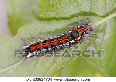 "Caterpillar, Yellow-tail or Swan Moth (Euproctis similis), North Rhine-Westphalia, Germany, Europe" View Large Photo Image Picture - "Caterpillar, Yellow-tail or Swan Moth (Euproctis similis), North Rhine-Westphalia, Germany, Europe". Fotosearch