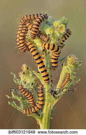 "Caterpillars from the Cinnabar Moth (Tyria jacobaeae), infestation on a ragwort flower, Munsterland, North Rhine-Westphalia, Germany, Europe" View Large Photo Image Stock Photo - "Caterpillars from the Cinnabar Moth (Tyria jacobaeae), infestation on a ragwort flower, Munsterland, North Rhine-Westphalia, Germany, Europe". Fotosearch