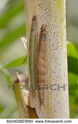 "Caterpillars of the Pale Owl or Giant Owl butterfly (Caligo memnon), native to South America, captive" View Large Photo Image Stock Image - "Caterpillars of the Pale Owl or Giant Owl butterfly (Caligo memnon), native to South America, captive". Fotosearch