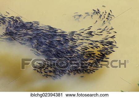 Stock Image - "Catfish (Ameiurus melas), shoal of young fish". Fotosearch