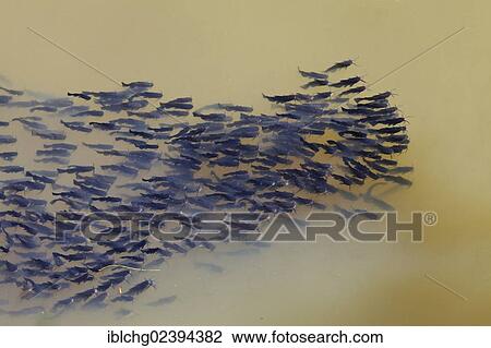 Stock Image - "Catfish (Ameiurus melas), shoal of young fish". Fotosearch