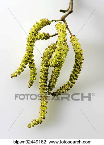 Stock Image - Catkins. Fotosearch