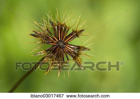 Stock Photo - "Cat's Ear, Flatweed or False Dandelion (Hypochaeris radicata), infructescence, Austria, Europe". Fotosearch
