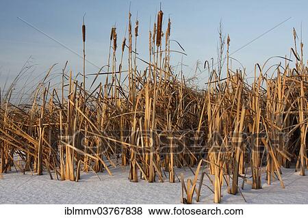 "Cattails in winter, Strohauser Plate, Lower Saxony, Germany, Europe" View Large Photo Image Stock Photo - "Cattails in winter, Strohauser Plate, Lower Saxony, Germany, Europe". Fotosearch