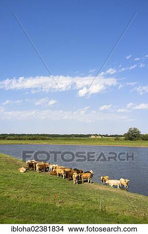 "Cattle beside a lake, Elbdeichvorland nature reserve near Boizenburg Elbe, Mecklenburg-Western Pomerania, Germany, Europe" View Large Photo Image Picture - "Cattle beside a lake, Elbdeichvorland nature reserve near Boizenburg Elbe, Mecklenburg-Western Pomerania, Germany, Europe". Fotosearch