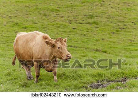 "Cattle (Bos primigenius taurus) on a pasture, County Clare, Republic of Ireland, Europe" View Large Photo Image Stock Image - "Cattle (Bos primigenius taurus) on a pasture, County Clare, Republic of Ireland, Europe". Fotosearch