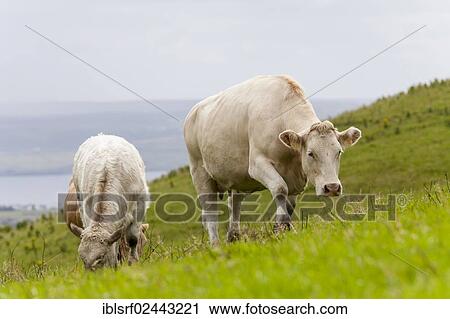 "Cattle (Bos primigenius taurus) on a pasture, County Clare, Republic of Ireland, Europe" View Large Photo Image Stock Image - "Cattle (Bos primigenius taurus) on a pasture, County Clare, Republic of Ireland, Europe". Fotosearch