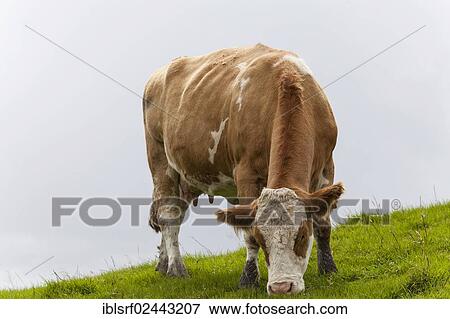 "Cattle (Bos primigenius taurus), County Clare, Republic of Ireland, Europe" View Large Photo Image Stock Photo - "Cattle (Bos primigenius taurus), County Clare, Republic of Ireland, Europe". Fotosearch