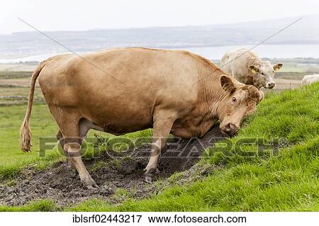 "Cattle (Bos primigenius taurus) rubbing its head, County Clare, Republic of Ireland, Europe" View Large Photo Image Stock Photo - "Cattle (Bos primigenius taurus) rubbing its head, County Clare, Republic of Ireland, Europe". Fotosearch