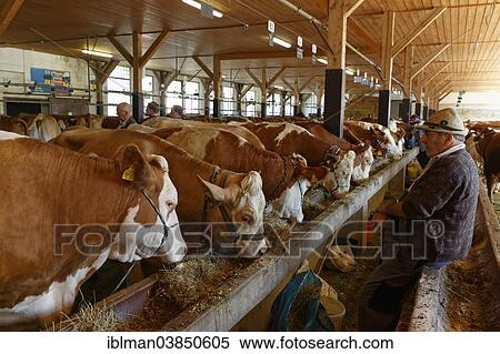 "Cattle, cattle market, Oberlandhalle hall, Miesbach, Upper Bavaria, Bavaria, Germany, Europe" View Large Photo Image Stock Photography - "Cattle, cattle market, Oberlandhalle hall, Miesbach, Upper Bavaria, Bavaria, Germany, Europe". Fotosearch