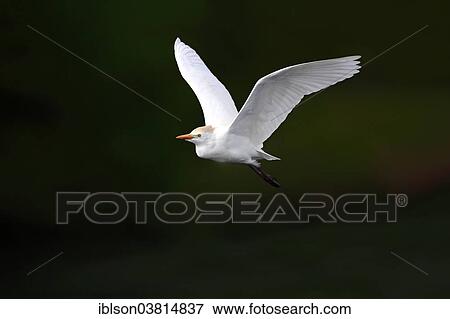 "Cattle Egret (Bubulcus ibis), adult, flying, Venice Rookery, Florida, USA" View Large Photo Image Stock Photo - "Cattle Egret (Bubulcus ibis), adult, flying, Venice Rookery, Florida, USA". Fotosearch