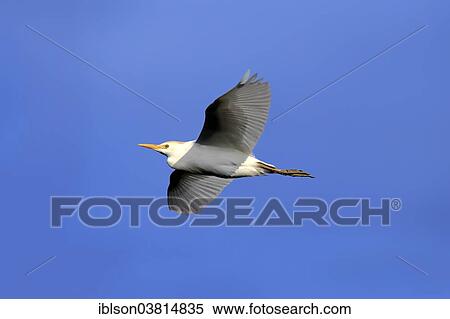 "Cattle Egret (Bubulcus ibis), adult, flying, Venice Rookery, Florida, USA" View Large Photo Image Stock Photography - "Cattle Egret (Bubulcus ibis), adult, flying, Venice Rookery, Florida, USA". Fotosearch