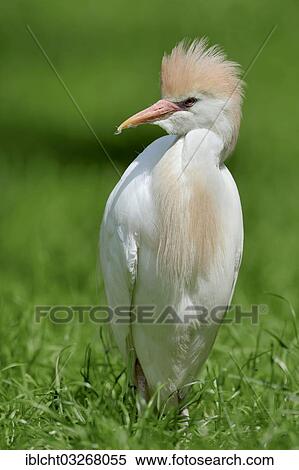 "Cattle Egret (Bubulcus ibis), Florida, United States, North America" View Large Photo Image Stock Photography - "Cattle Egret (Bubulcus ibis), Florida, United States, North America". Fotosearch