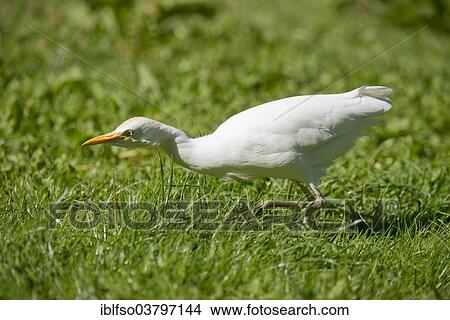 "Cattle Egret (Bubulcus ibis) foraging, captive, native to North and South America, Mecklenburg-Vorpommern, Germany, Europe" View Large Photo Image Picture - "Cattle Egret (Bubulcus ibis) foraging, captive, native to North and South America, Mecklenburg-Vorpommern, Germany, Europe". Fotosearch