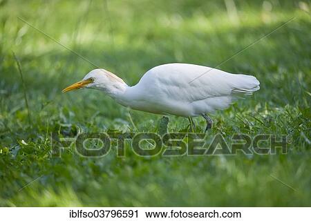 Stock Image - "Cattle Egret (Bubulcus ibis) foraging, captive, native to North and South America, Mecklenburg-Vorpommern, Germany, Europe". Fotosearch