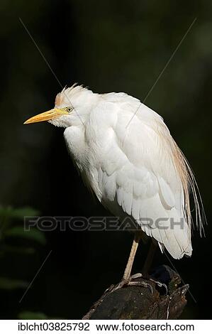 "Cattle Egret (Bubulcus ibis), France, Europe" View Large Photo Image Stock Image - "Cattle Egret (Bubulcus ibis), France, Europe". Fotosearch