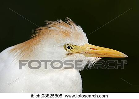 "Cattle Egret (Bubulcus ibis), in breeding plumage, portrait, France, Europe" View Large Photo Image Stock Photography - "Cattle Egret (Bubulcus ibis), in breeding plumage, portrait, France, Europe". Fotosearch
