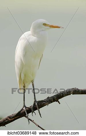 Stock Photo - "Cattle Egret (Bubulcus ibis), Keoladeo National Park, Bharatpur, Rajasthan, India, Asia". Fotosearch