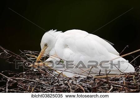 "Cattle Egret (Bubulcus ibis), pair mating on the nest, France, Europe" View Large Photo Image Stock Photography - "Cattle Egret (Bubulcus ibis), pair mating on the nest, France, Europe". Fotosearch
