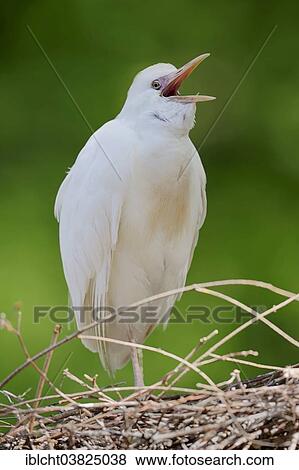 Stock Photo - "Cattle Egret (Bubulcus ibis) perched on the nest, France, Europe". Fotosearch