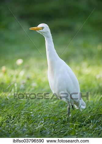 "Cattle Egret (Bubulcus ibis) standing in a meadow, captive, native to North and South America, Mecklenburg-Vorpommern, Germany, Europe" View Large Photo Image Stock Image - "Cattle Egret (Bubulcus ibis) standing in a meadow, captive, native to North and South America, Mecklenburg-Vorpommern, Germany, Europe". Fotosearch
