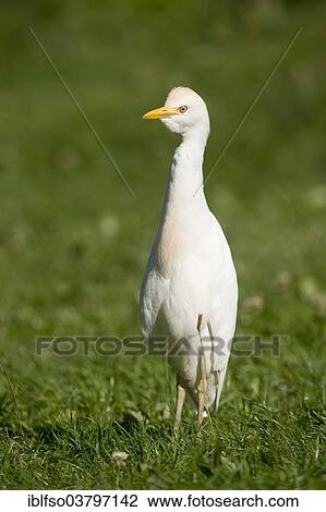 "Cattle Egret (Bubulcus ibis) standing in a meadow, captive, native to North and South America, Mecklenburg-Vorpommern, Germany, Europe" View Large Photo Image Stock Image - "Cattle Egret (Bubulcus ibis) standing in a meadow, captive, native to North and South America, Mecklenburg-Vorpommern, Germany, Europe". Fotosearch