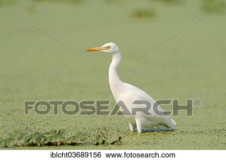 Stock Photograph - "Cattle Egret (Bubulcus ibis) standing in water, Keoladeo National Park, Bharatpur, Rajasthan, India, Asia". Fotosearch
