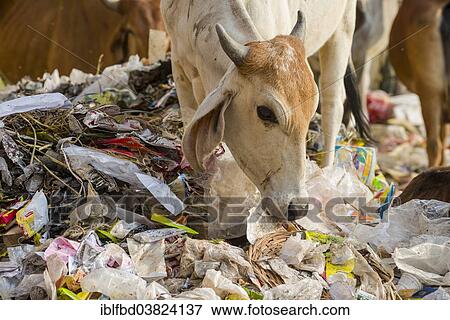 "Cattle foraging in a heap of garbage, Bhavnagar, Gujarat, India, Asia" View Large Photo Image Stock Photo - "Cattle foraging in a heap of garbage, Bhavnagar, Gujarat, India, Asia". Fotosearch