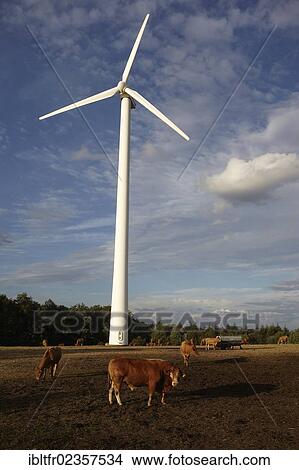 "Cattle grazing in front of a wind turbine, wind farm in the Hunsrueck range near Trier, Rhineland-Palatinate, Germany, Europe" View Large Photo Image Picture - "Cattle grazing in front of a wind turbine, wind farm in the Hunsrueck range near Trier, Rhineland-Palatinate, Germany, Europe". Fotosearch