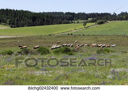"Cattle grazing on a meadow, Gevaudan near Saugues, Monts de la Margeride, Margeride mountains, Haute Loire, Auvergne, France, Europe" View Large Photo Image Stock Image - "Cattle grazing on a meadow, Gevaudan near Saugues, Monts de la Margeride, Margeride mountains, Haute Loire, Auvergne, France, Europe". Fotosearch