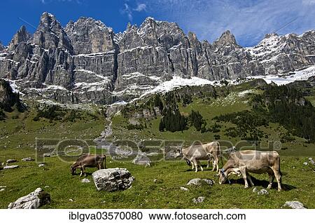 "Cattle grazing on the summer pasture in the mountains, Urner Boden Alp, Urnerboden, Spiringen, Canton of Uri, Switzerland, Europe" View Large Photo Image Stock Image - "Cattle grazing on the summer pasture in the mountains, Urner Boden Alp, Urnerboden, Spiringen, Canton of Uri, Switzerland, Europe". Fotosearch