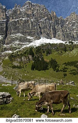 "Cattle grazing on the summer pasture in the mountains, Urner Boden Alp, Urnerboden, Spiringen, Canton of Uri, Switzerland, Europe" View Large Photo Image Stock Image - "Cattle grazing on the summer pasture in the mountains, Urner Boden Alp, Urnerboden, Spiringen, Canton of Uri, Switzerland, Europe". Fotosearch