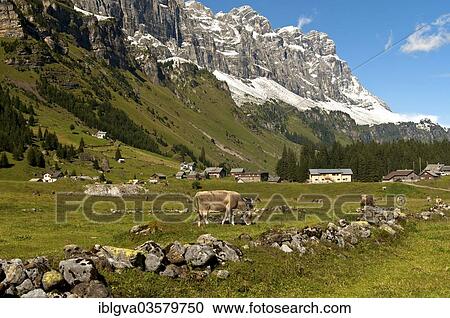 "Cattle grazing on Urnberboden Alp, summer pasture, at the foot of the Glarus Alps, Urnerboden, Canton of Uri, Switzerland, Europe" View Large Photo Image Stock Image - "Cattle grazing on Urnberboden Alp, summer pasture, at the foot of the Glarus Alps, Urnerboden, Canton of Uri, Switzerland, Europe". Fotosearch