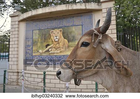 "Cattle in front of a lion picture, Asiatic Lion, outside the headquarters of the Forestry Commission, Gir Forest National Park, Gir Sanctuary, Sasan Gir, Gujarat, India, Asia" View Large Photo Image Stock Image - "Cattle in front of a lion picture, Asiatic Lion, outside the headquarters of the Forestry Commission, Gir Forest National Park, Gir Sanctuary, Sasan Gir, Gujarat, India, Asia". Fotosearch