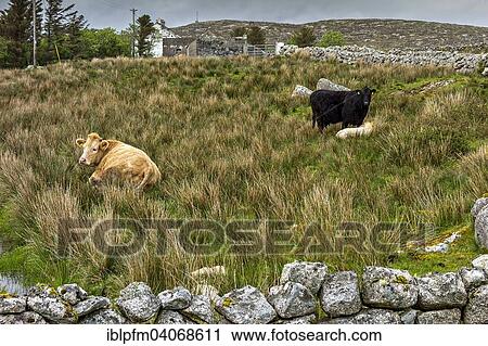 Stock Image - "Cattle in Irish landscape, Connemara, County Galway, Republic of Ireland". Fotosearch
