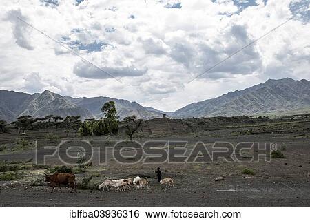 "Cattle in Tigray Province, Ethiopia, Africa" View Large Photo Image Stock Photograph - "Cattle in Tigray Province, Ethiopia, Africa". Fotosearch