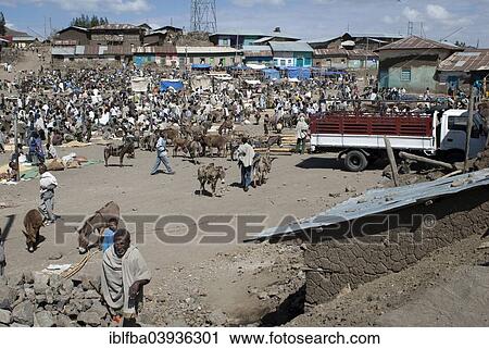 "Cattle market, Tigray Province, Ethiopia, Africa" View Large Photo Image Stock Image - "Cattle market, Tigray Province, Ethiopia, Africa". Fotosearch
