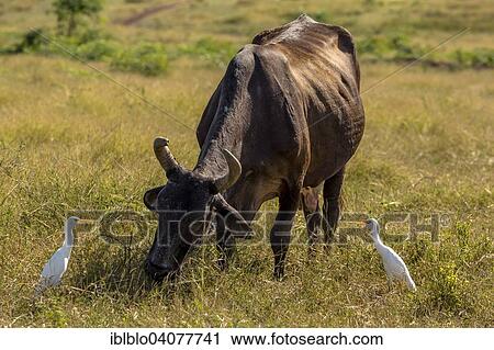 Stock Image - "Cattle with Cattle Egrets (Bubulcus ibis), Valle de los Ingenios, Trinidad, Sancti Spiritus Province, Cuba, North America". Fotosearch